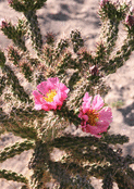 Cactus en fleurs roses &eacute;clatantes